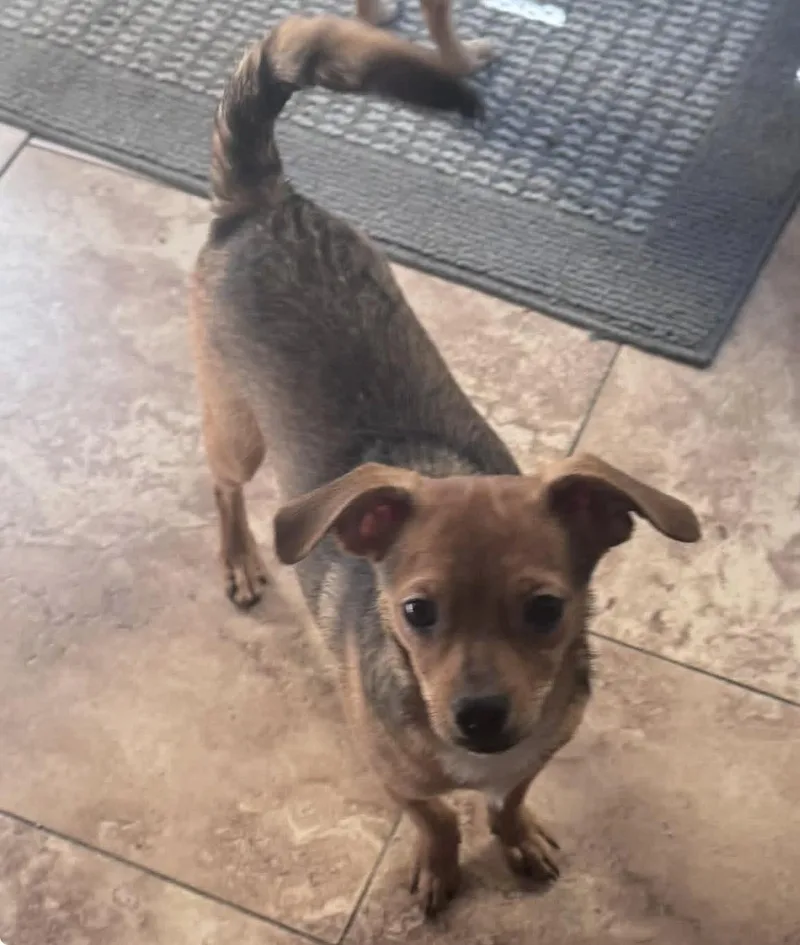 A baby small-sized male Yellow / Tan / Blond / Fawn Chihuahua dog named Cosmo for adoption in San Tan Valley, AZ