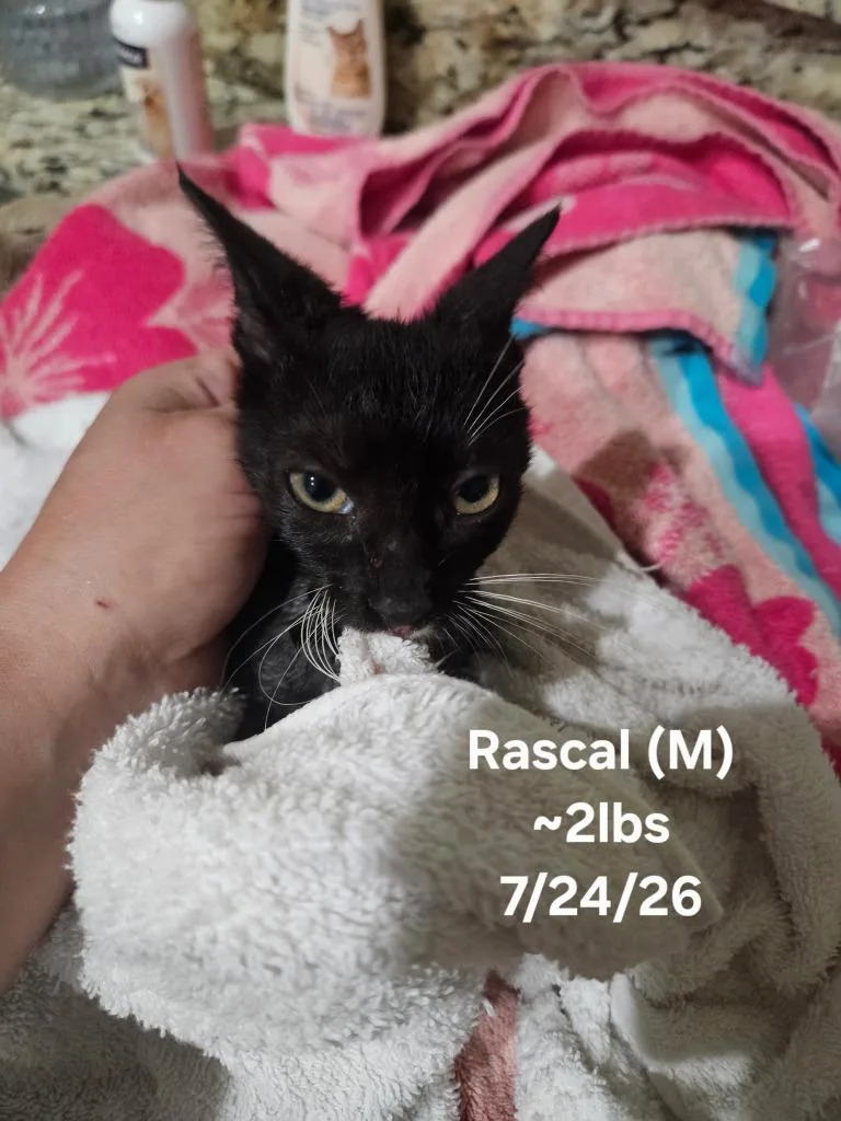 A baby small-sized male Domestic Short Hair cat named Rascal for adoption in Darien, GA