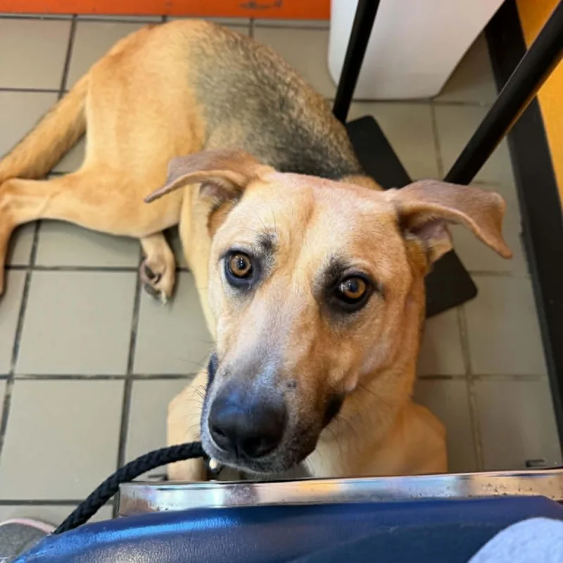 An adult large-sized male German Shepherd Dog dog named Duke for adoption in Kaufman, TX
