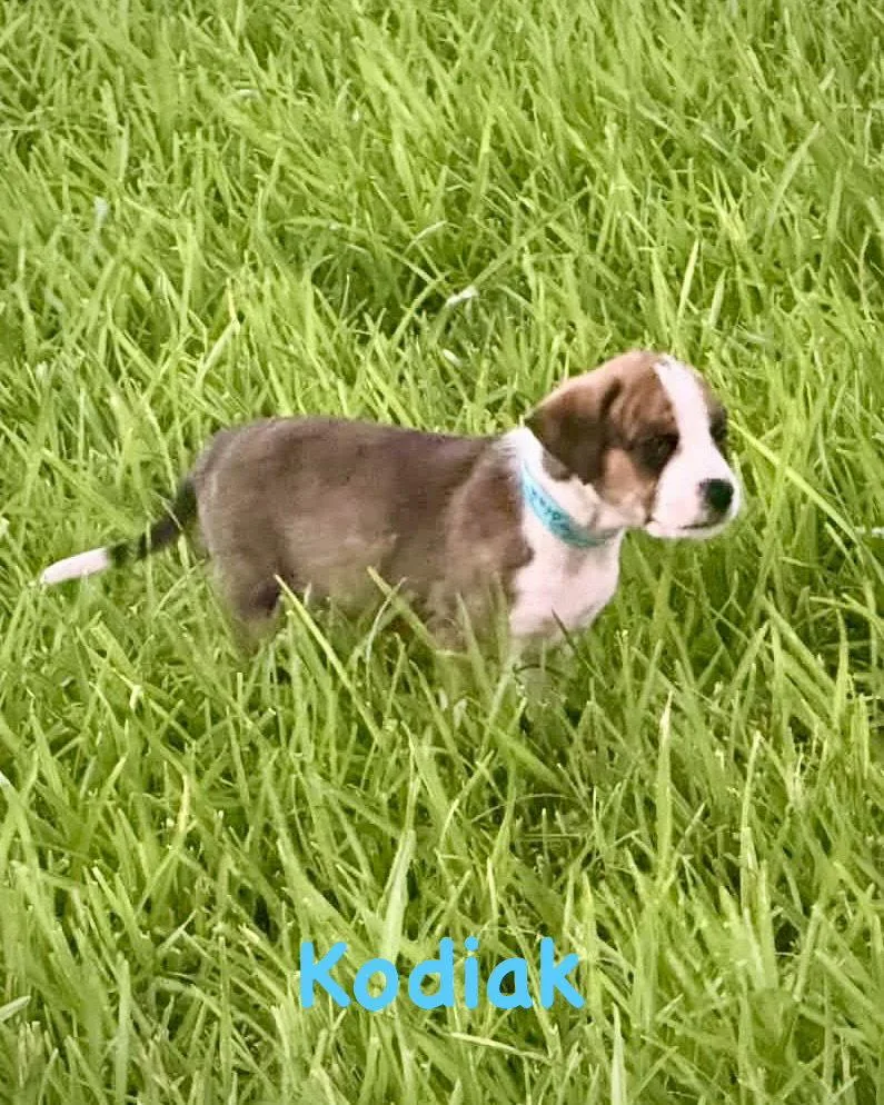 A baby large-sized male Boxer dog named Bear Litter Kodiak for adoption in Monticello, NY