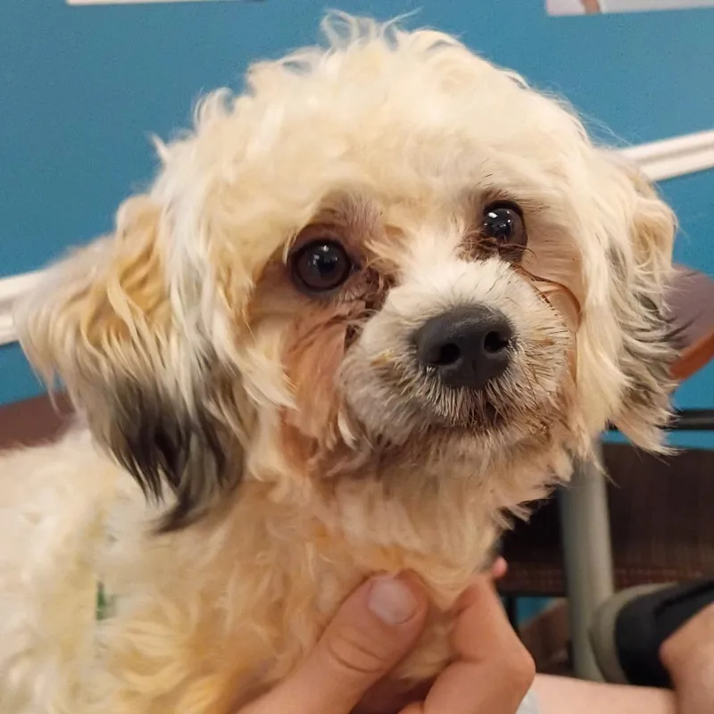 An adult small-sized male White / Cream Mixed Breed dog named Strayspyglasscourt for adoption in Columbus, GA