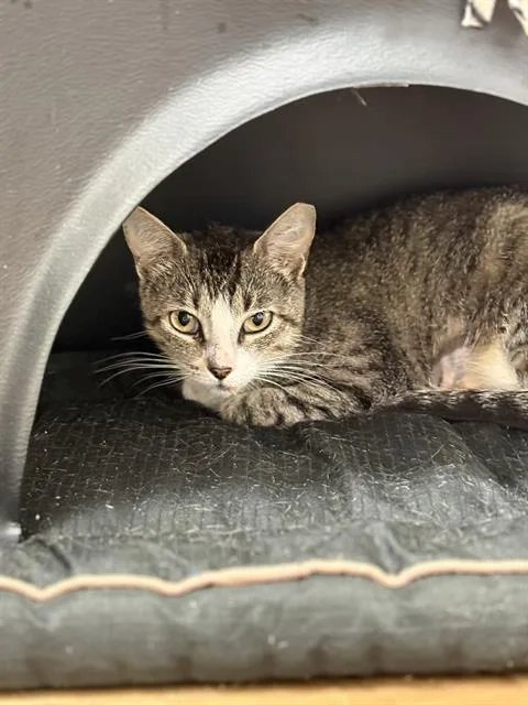 A young medium-sized female Domestic Short Hair cat named Rousie for adoption in Sugar Land, TX
