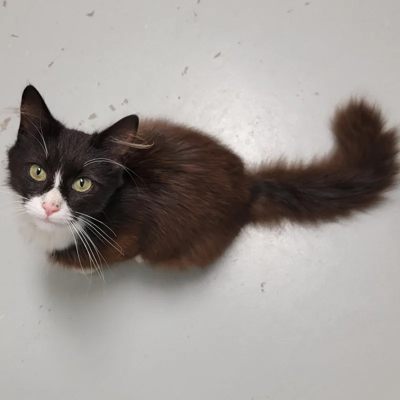 Coco