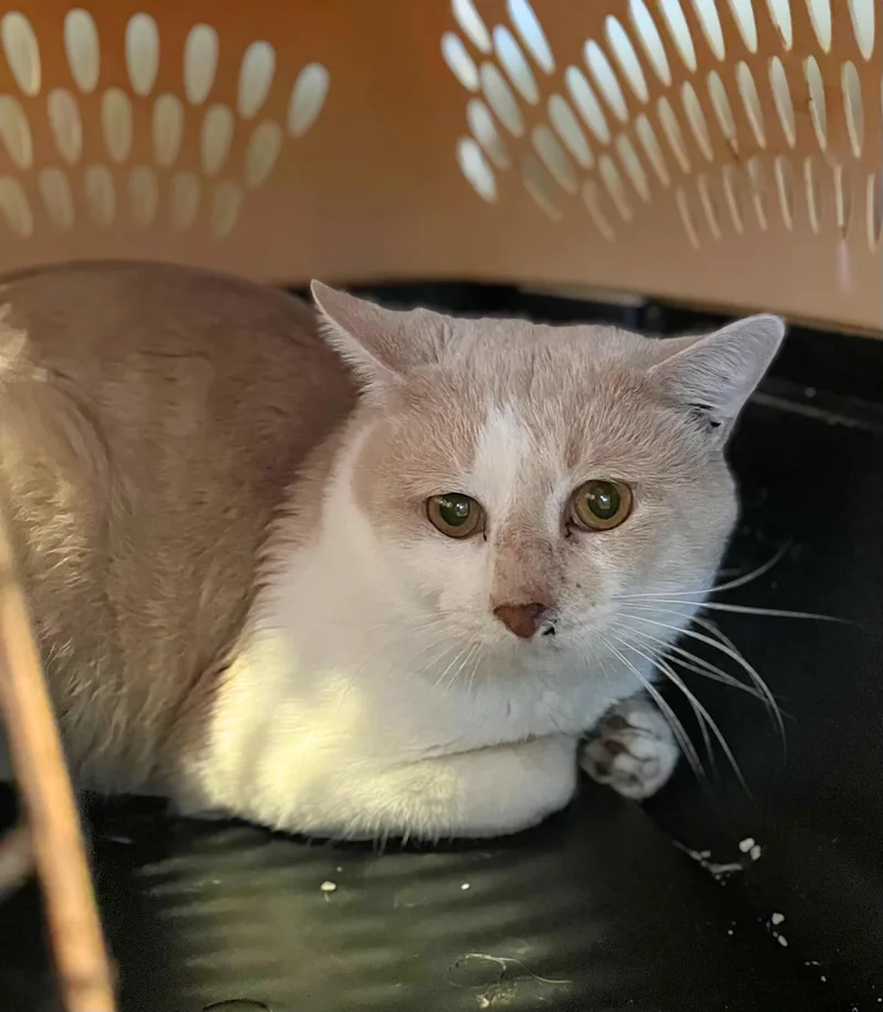 An adult large-sized male Buff & White Domestic Short Hair cat named Linguine for adoption in Seville, OH