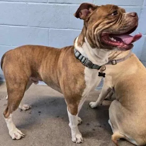 A young large-sized male Brown / Chocolate Bulldog dog named Mufasa for adoption in Green Valley, AZ