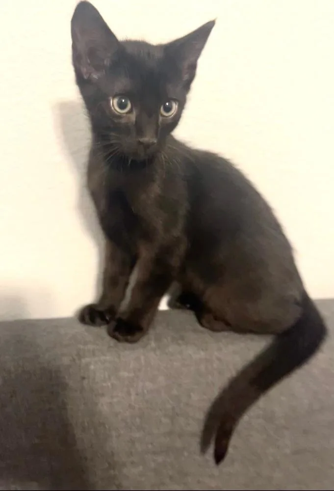 A baby small-sized male Black Domestic Short Hair cat named Severus Snape for adoption in Dallas, TX
