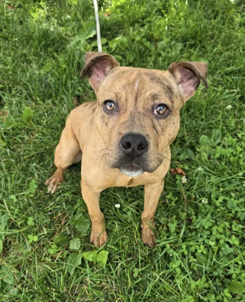 A young medium-sized female Pit Bull Terrier dog named Quinn for adoption in Springfield, IL