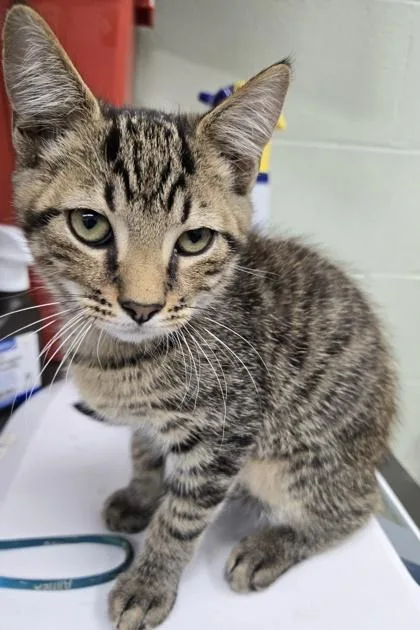 A baby small-sized male Domestic Short Hair cat named Sal for adoption in Gainesville, FL