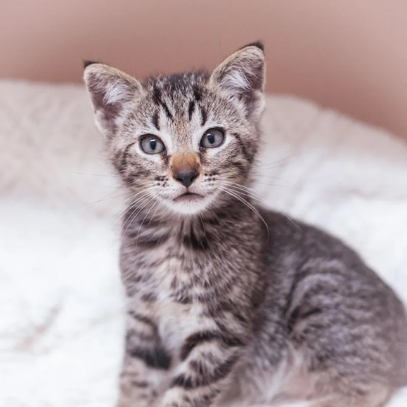 A young small-sized male Black Domestic Short Hair cat named Declan for adoption in Ponte Vedra, FL
