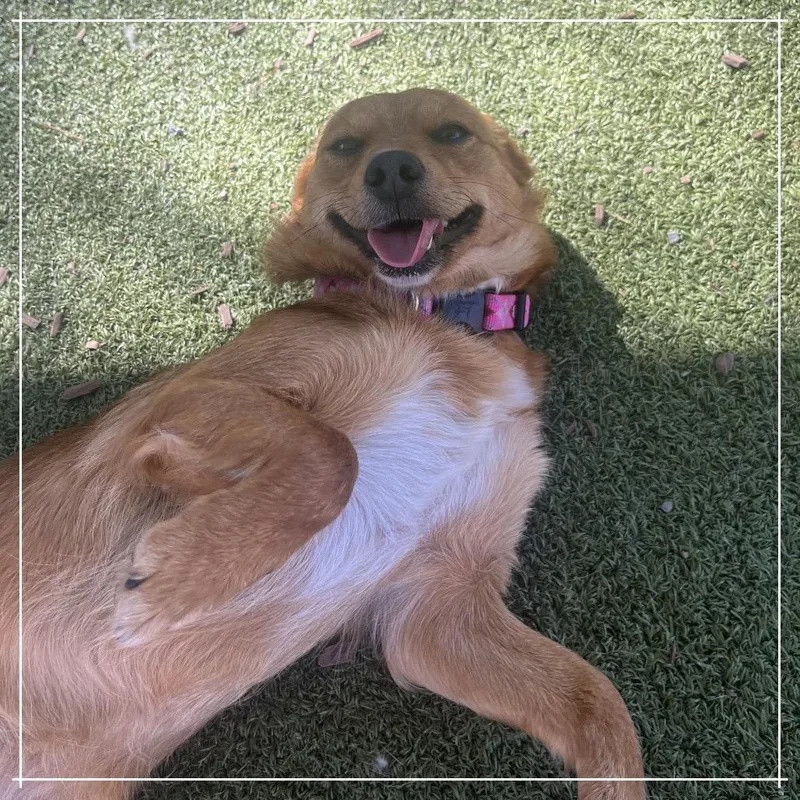 An adult small-sized female Red / Chestnut / Orange Terrier dog named Shasta for adoption in Upland, CA