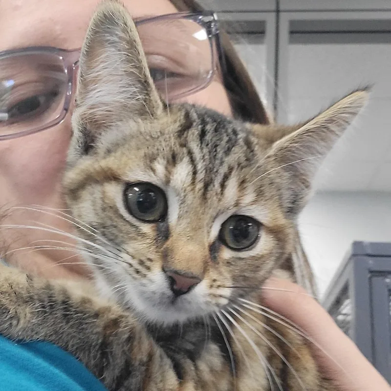 A baby small-sized female Orange / Red Domestic Short Hair cat named Belle for adoption in Grand Rapids, MI