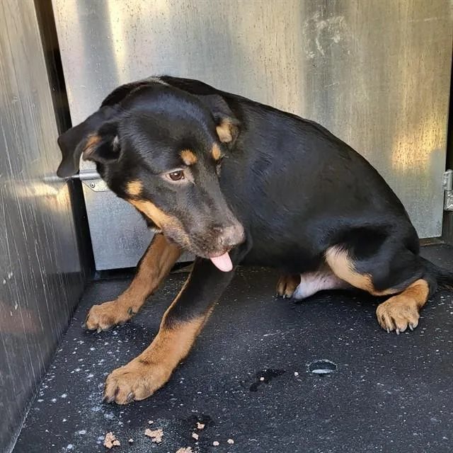 A baby small-sized male Shepherd dog named A for adoption in San Antonio, TX