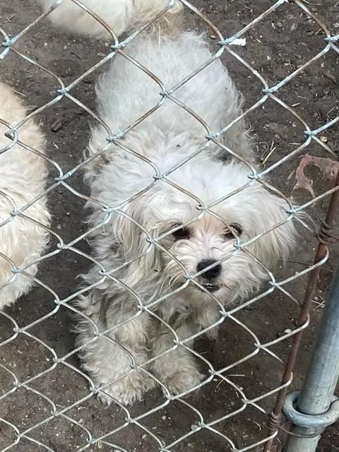 A young small-sized female Poodle dog named Madam for adoption in Dallas, TX