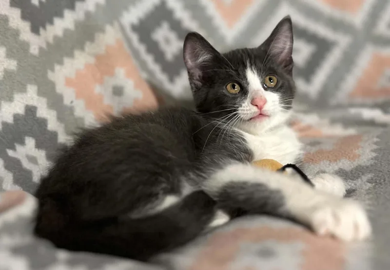 A baby small-sized male Gray & White Domestic Medium Hair cat named Luka for adoption in Kent, OH