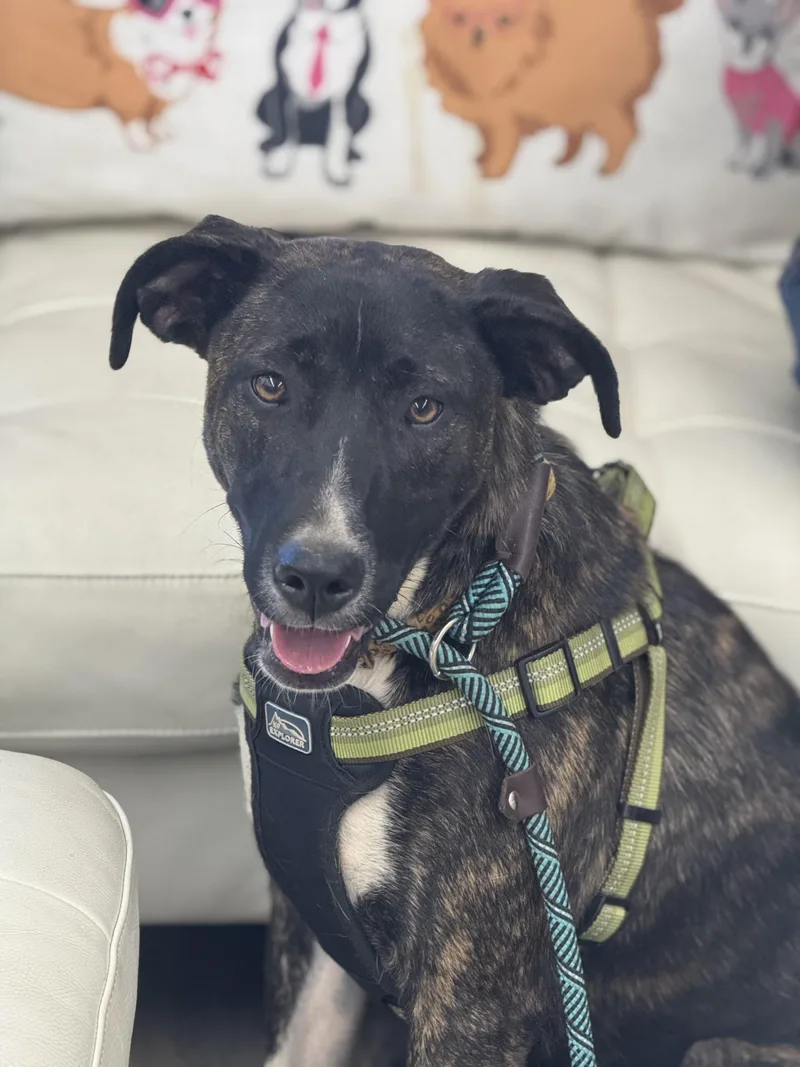A young medium-sized female Brindle Border Collie dog named Izzy for adoption in Sonora, CA