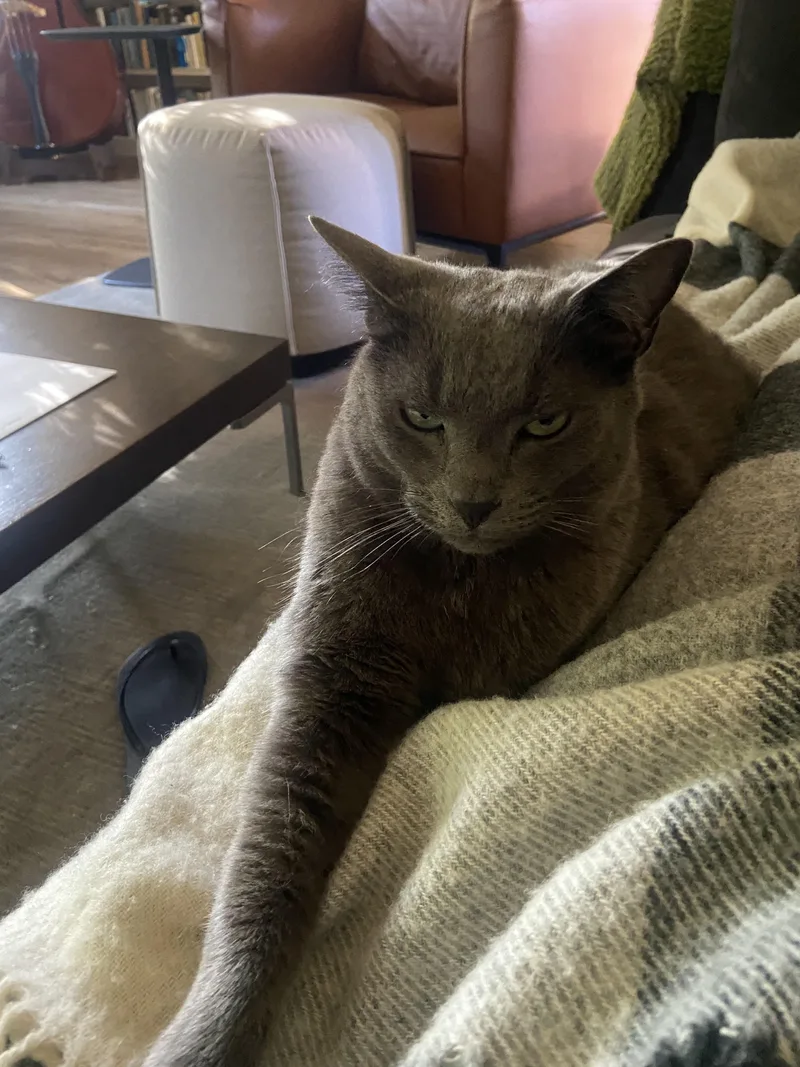 An adult large-sized male Gray / Blue / Silver Tuxedo cat named Aspen & Monty for adoption in Redwood City, CA