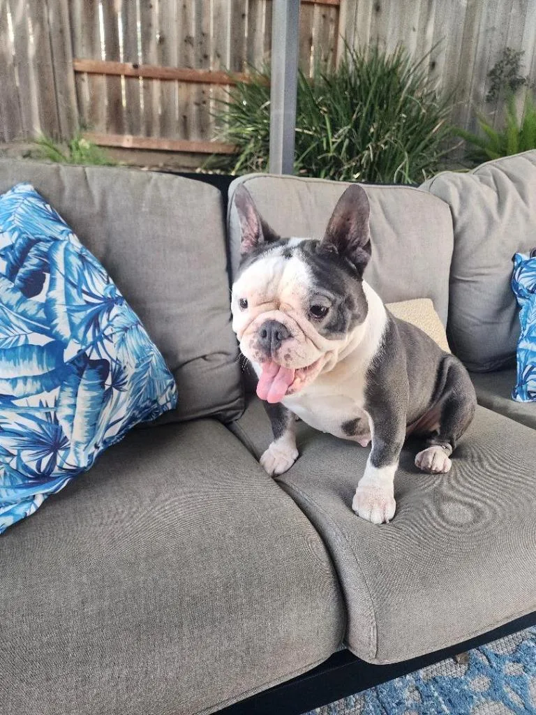 An adult medium-sized female Gray / Blue / Silver French Bulldog dog named NMamaWillow for adoption in Shingle Springs, CA