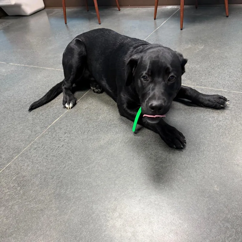 A baby medium-sized male Black Black Labrador Retriever dog named Charlie for adoption in Idaho Falls, ID