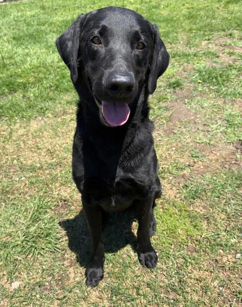 An adult large-sized male Black Labrador Retriever dog named Cracknell  Cedric for adoption in Broomfield, CO