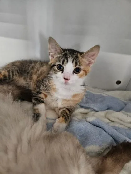 A baby small-sized female Domestic Short Hair cat named Coral for adoption in Clarks Summit, PA