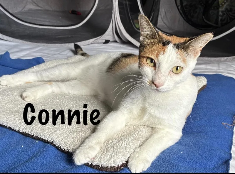 An adult medium-sized female Calico Domestic Short Hair cat named Connie for adoption in Pawleys Island, SC