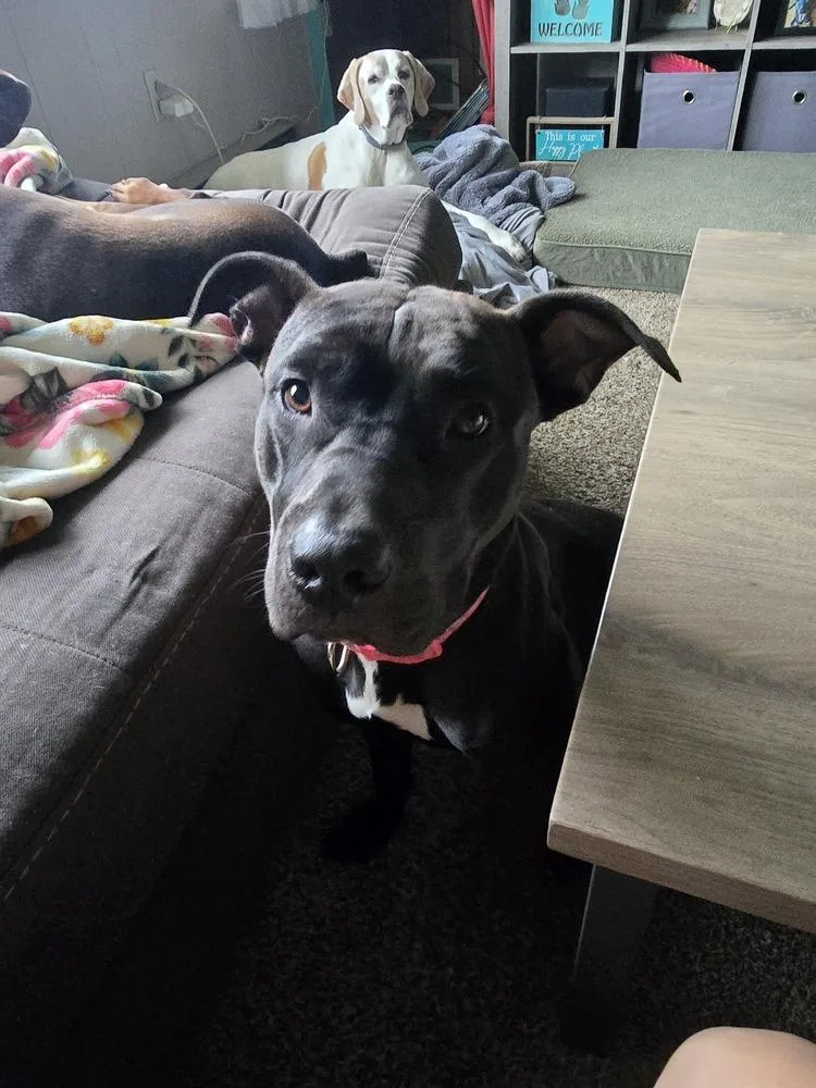 An adult large-sized female Tricolor (Brown, Black, & White) Pit Bull Terrier dog named Venus for adoption in Irwin, PA