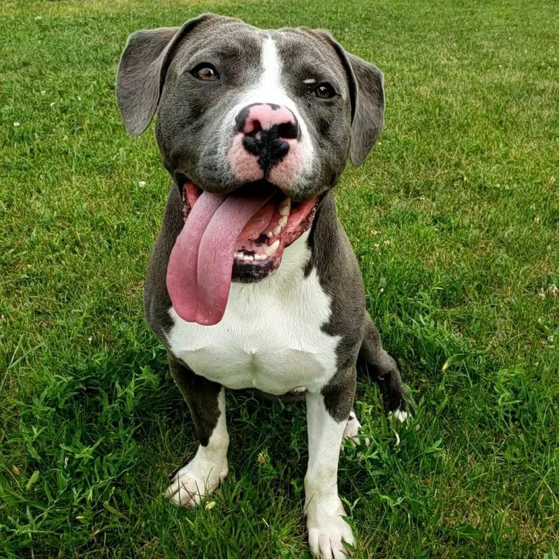 A young large-sized male Brown / Chocolate American Bulldog dog named Augie for adoption in Wheeling, IL