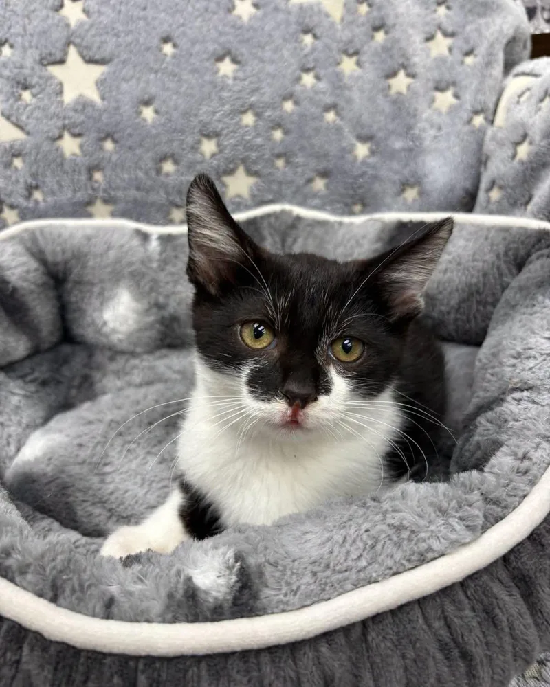 A young medium-sized male Domestic Short Hair cat named Kneazle for adoption in White Oak, PA