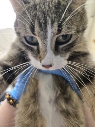 An adult medium-sized female Domestic Short Hair cat named Jill for adoption in Westland, MI