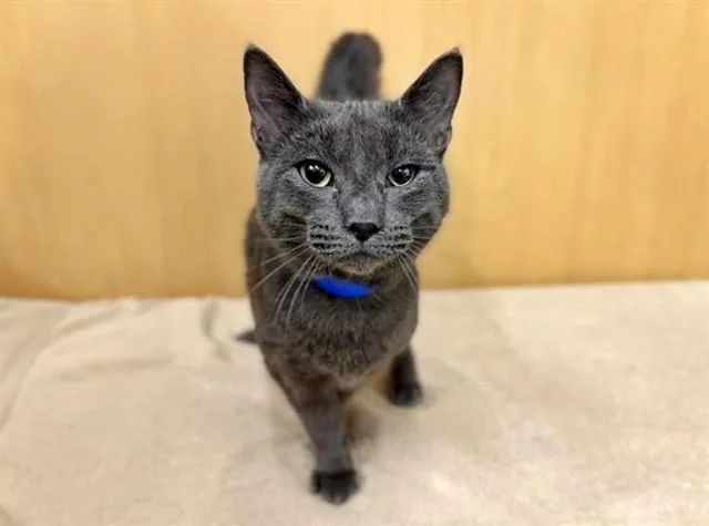 A young medium-sized male Domestic Short Hair cat named Beans for adoption in Saint Louis, MO