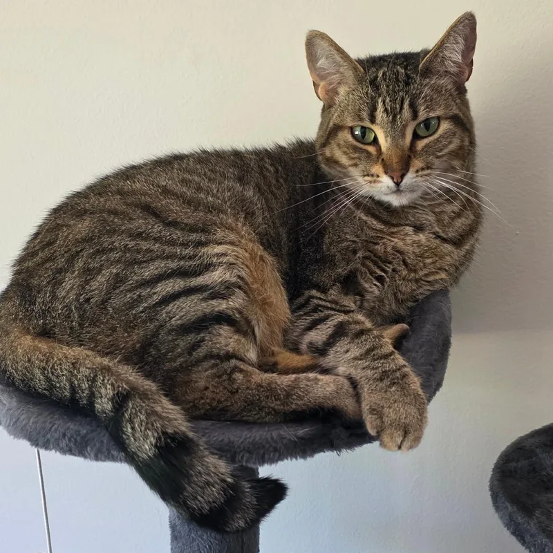 An adult small-sized female Brown / Chocolate Domestic Short Hair cat named Elsbeth for adoption in Bristol, IN