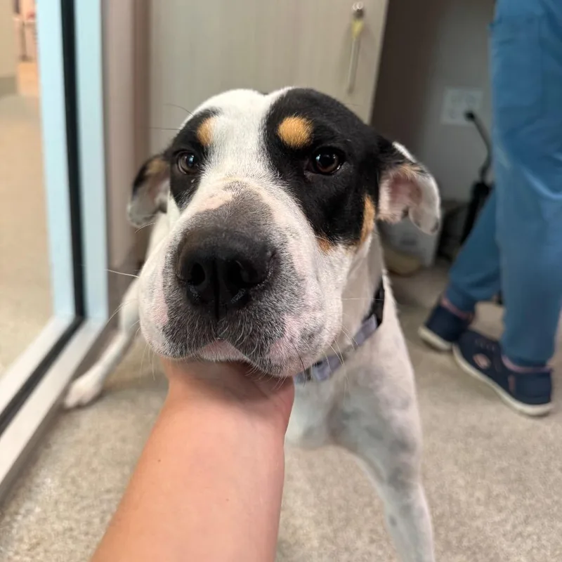 A young medium-sized female White / Cream Mixed Breed dog named Angel for adoption in Englewood, FL