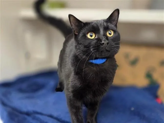 A young small-sized male Domestic Short Hair cat named Yoshi for adoption in Saint Louis, MO