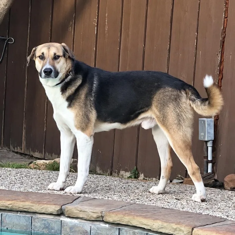 A young large-sized male Shepherd dog named Nicky Boy for adoption in Colleyville, TX