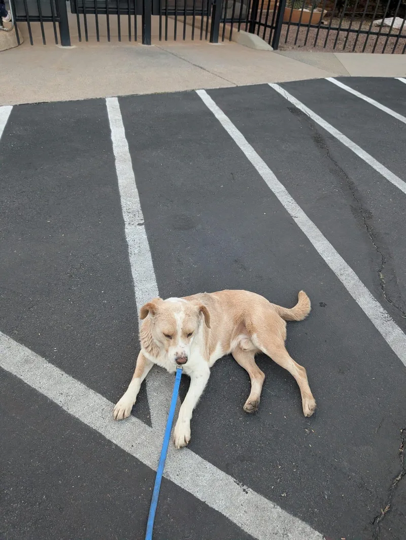 Sunny 🌞 thumbnail 2