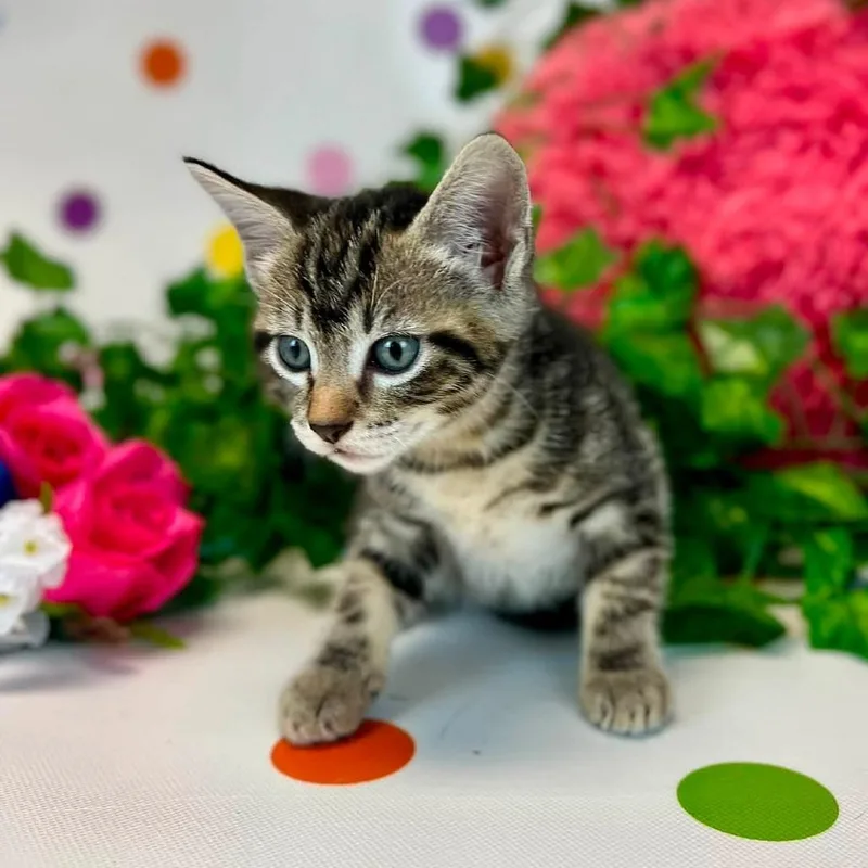 A baby small-sized female Brown / Chocolate Domestic Short Hair cat named ZadieC for adoption in East Saint Louis, IL