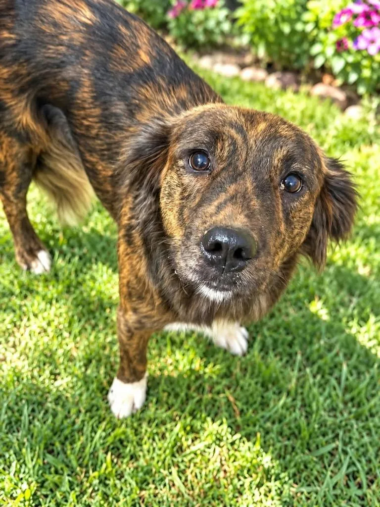 A young small-sized female Mixed Breed dog named Honey for adoption in St. Augustine, FL