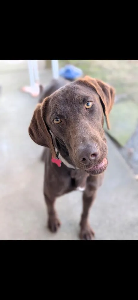 An adult large-sized female Brown / Chocolate Labrador Retriever dog named Koi for adoption in Boston, MA