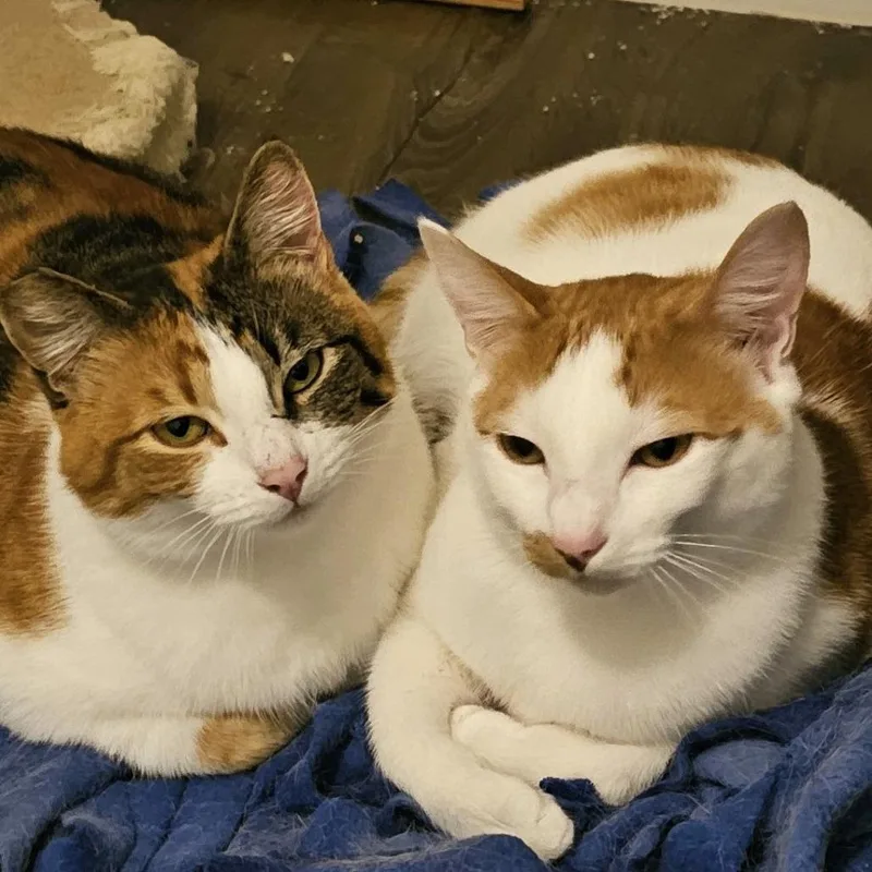 Mamacita thumbnail 2