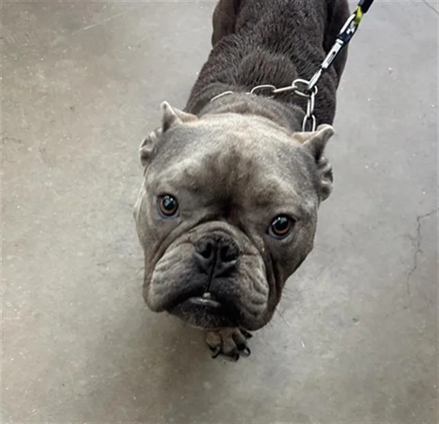 A young medium-sized female Mixed Breed dog named Luci for adoption in Dallas, TX