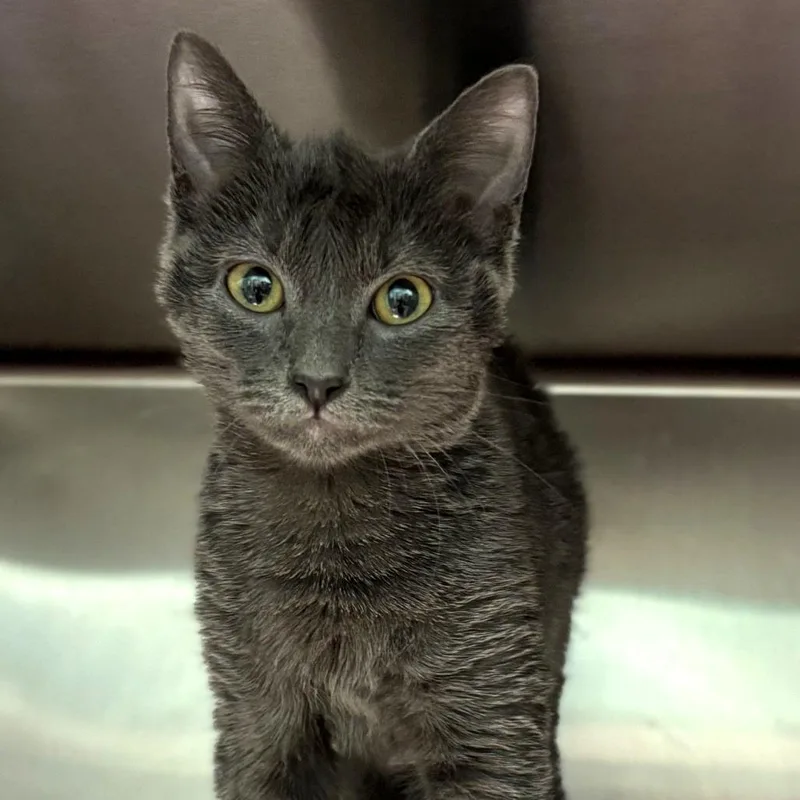 A baby small-sized female Gray / Blue / Silver Domestic Short Hair cat named Tamera for adoption in Keizer, OR