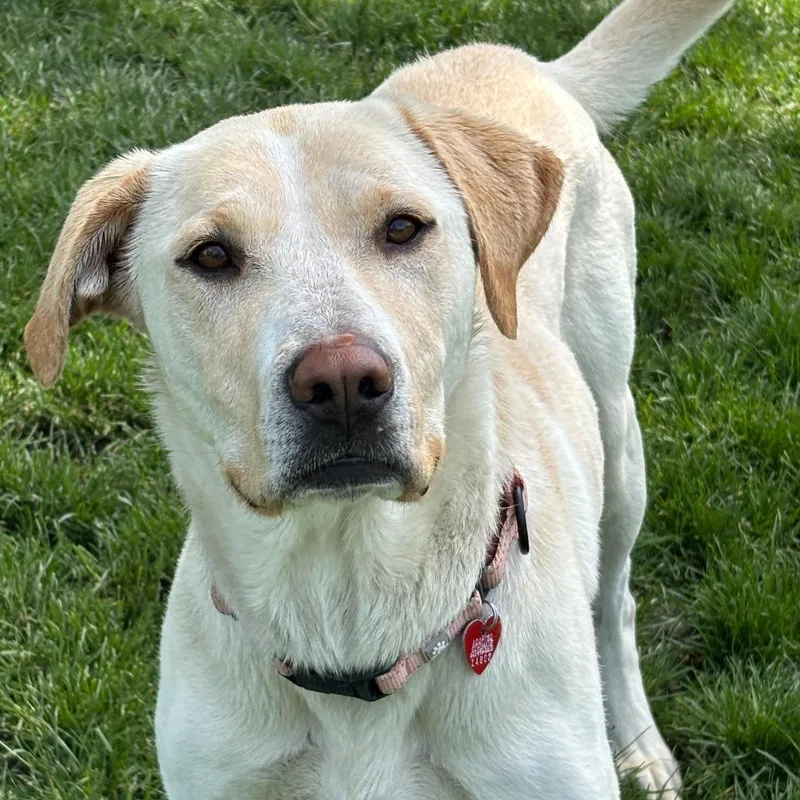 An adult medium-sized female White / Cream Mixed Breed dog named Juno for adoption in Medford, OR