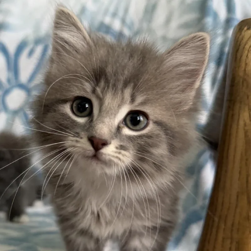A baby small-sized male Gray / Blue / Silver Domestic Long Hair cat named Winslow for adoption in Frederick, MD