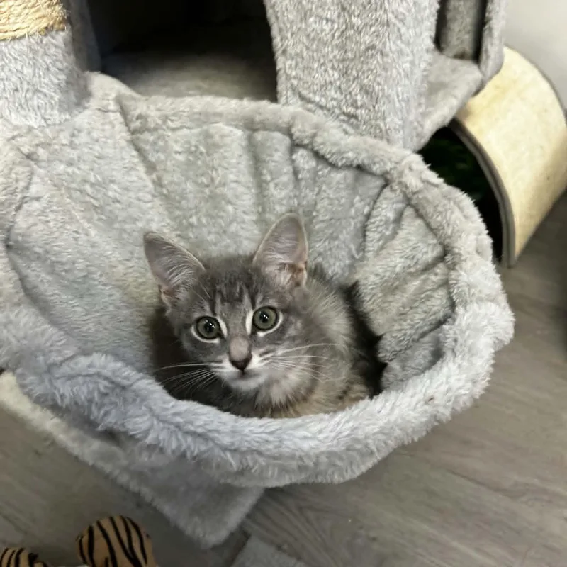 A baby medium-sized female Tabby (Gray / Blue / Silver) Domestic Short Hair cat named Daisy for adoption in Orange, VA