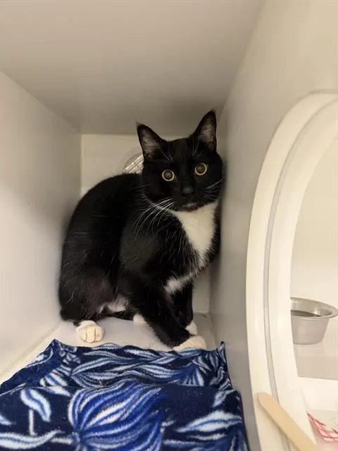 An adult medium-sized male Domestic Short Hair cat named Hoki for adoption in Kent, WA