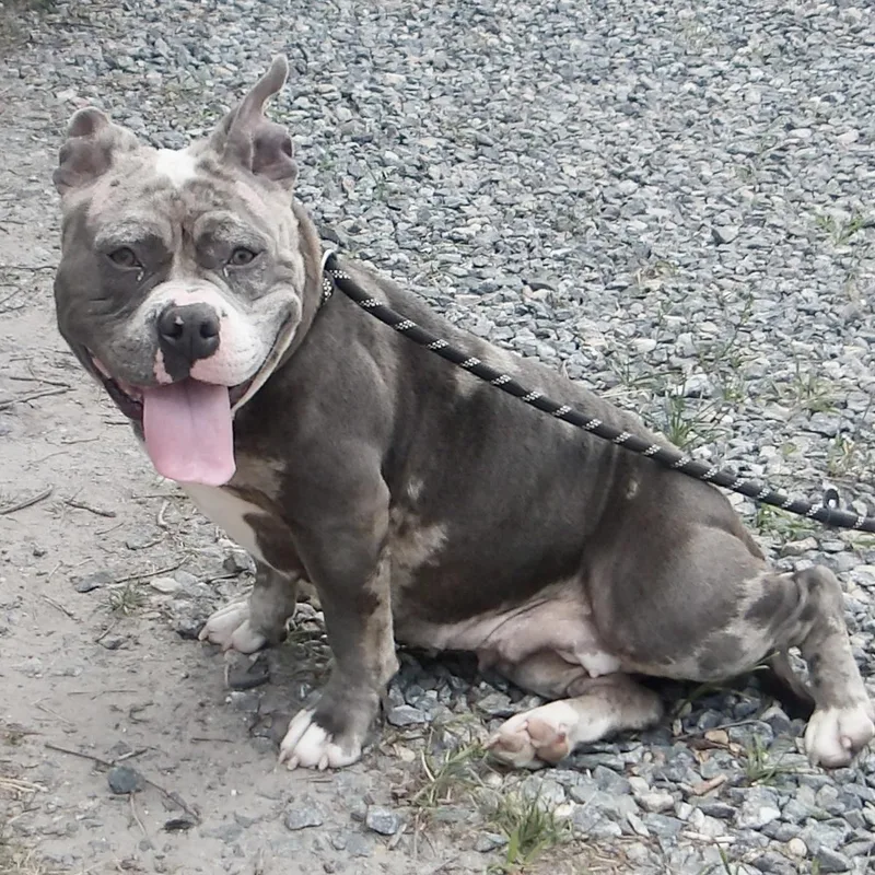 A young medium-sized female Pit Bull Terrier dog named Bluey for adoption in Gloucester, VA