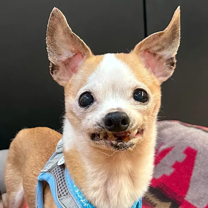 A senior small-sized male Yellow / Tan / Blond / Fawn Chihuahua dog named Aquamarine for adoption in San Francisco, CA