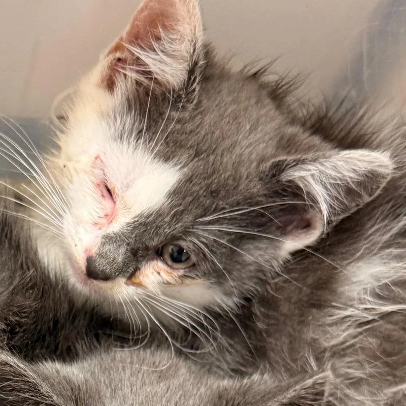 A baby small-sized male Gray / Blue / Silver Domestic Short Hair cat named Phar Fignewton for adoption in Evansville, IN