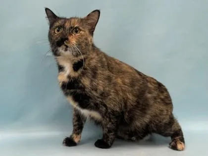 An adult small-sized female Domestic Short Hair cat named Miri for adoption in Coon Rapids, MN