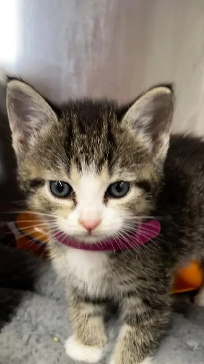 A baby small-sized female Domestic Short Hair cat named Caterpillar for adoption in West Chester, PA